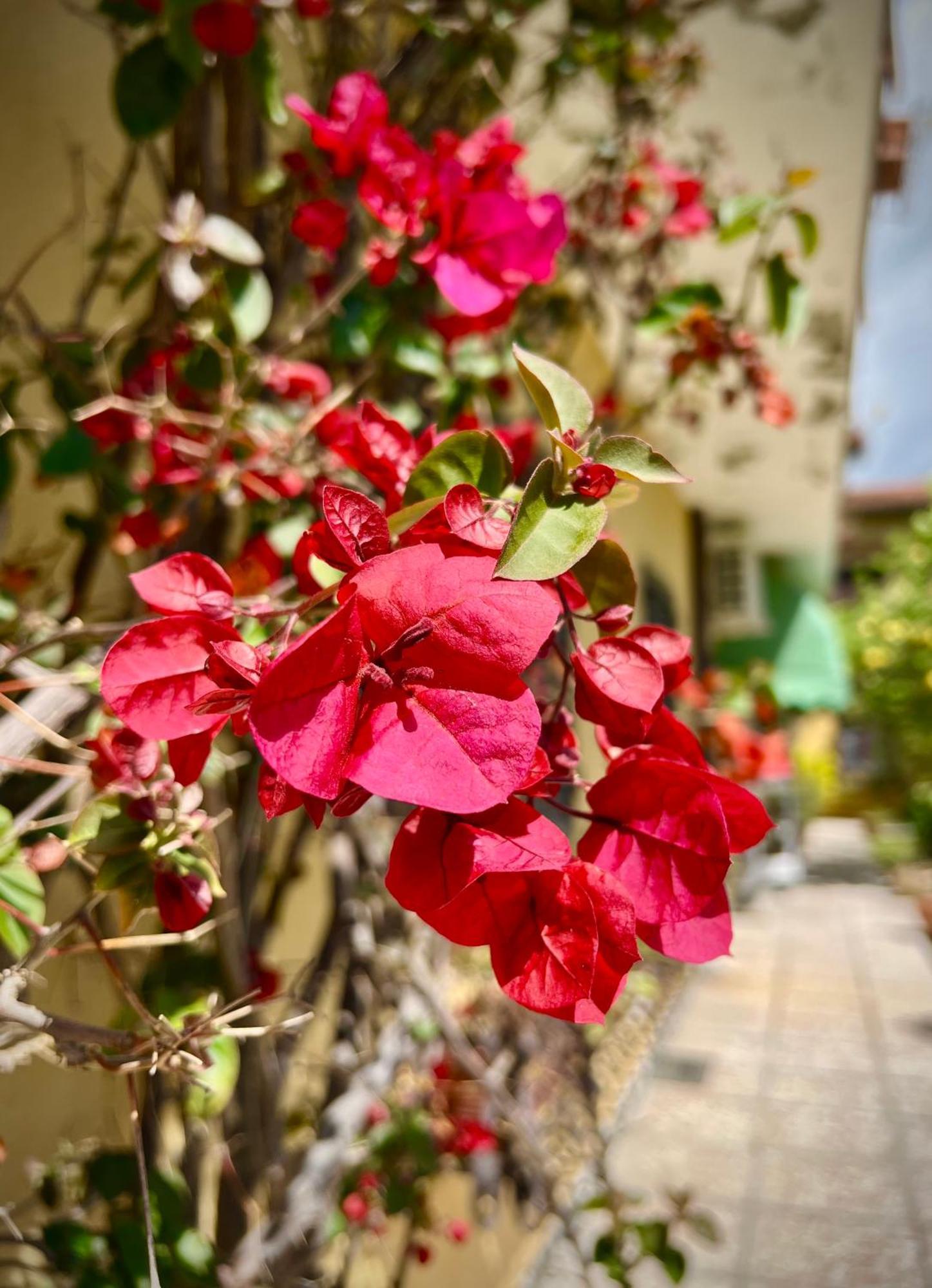 Bed&Breakfast Villa Lorena 포르데데이마르미 외부 사진
